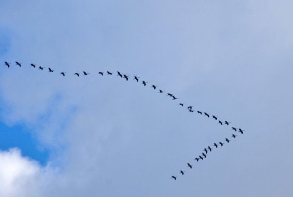 Журавлиный Клин в небе