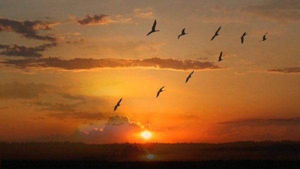 Осень журавлиный Клин