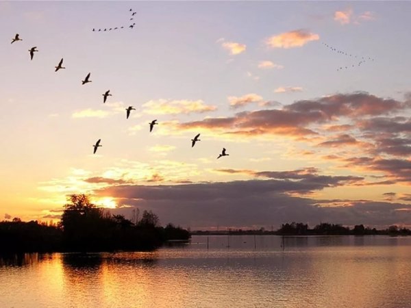 Стая лебедей в небе