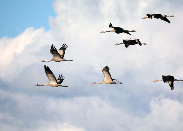 Гуси перелетные птицы Клин