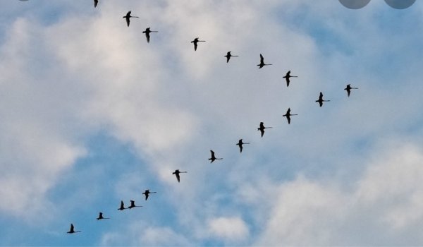 Перелётные птицы журавлиный Клин