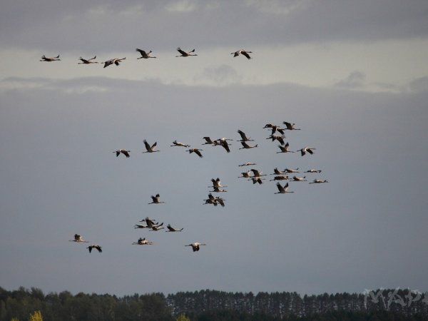 Журавлиный Клин в небе живопись