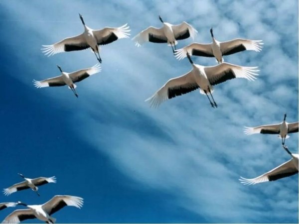 Птицы над храмом