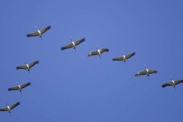 Журавлиный Клин