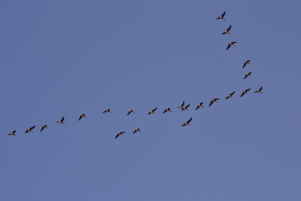 Перелетные птицы улетают на Юг