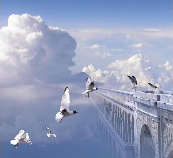 Голубь над городом