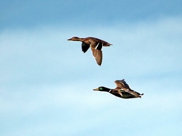 Утки в небе