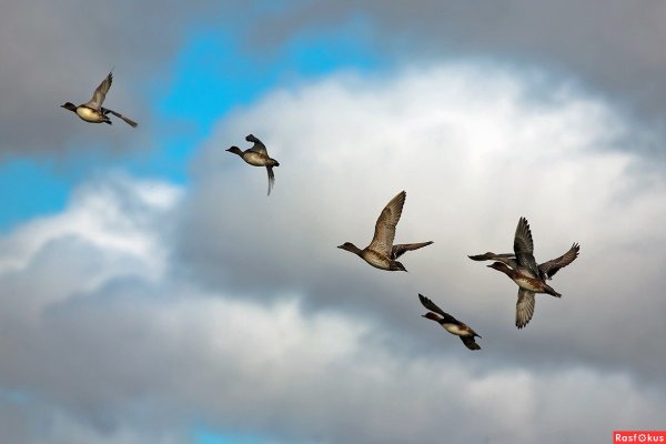 Утки улетают на Юг