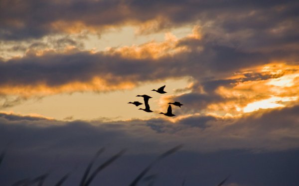 Птицы улетают