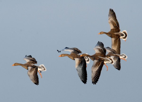 Дикие гуси перелетные птицы