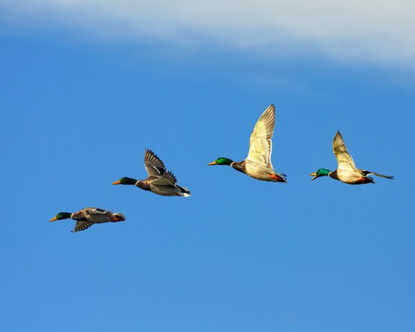 Утки улетают