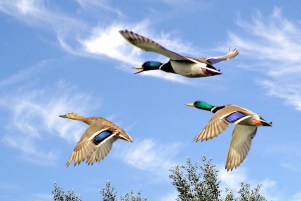 Утки летят