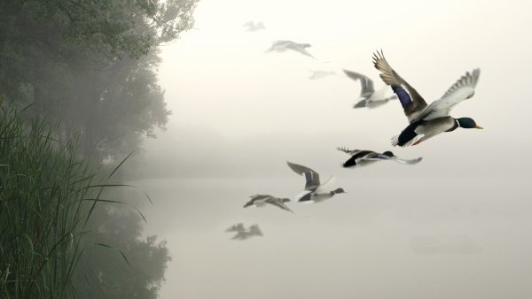 Охота на уток рабочий стол