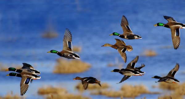 Утки улетают