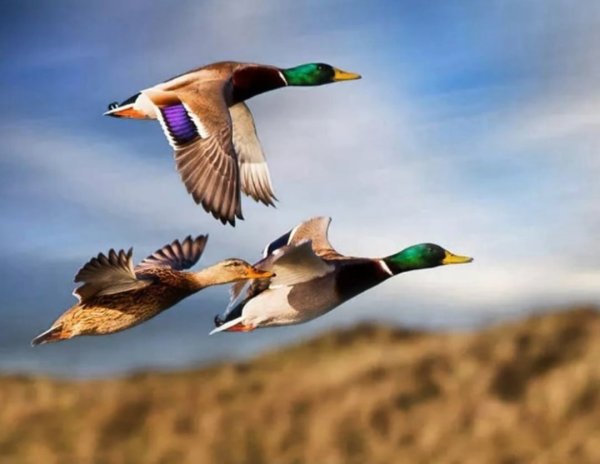 Утка кряква летает