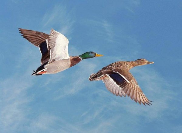 Кряква Перелетная птица