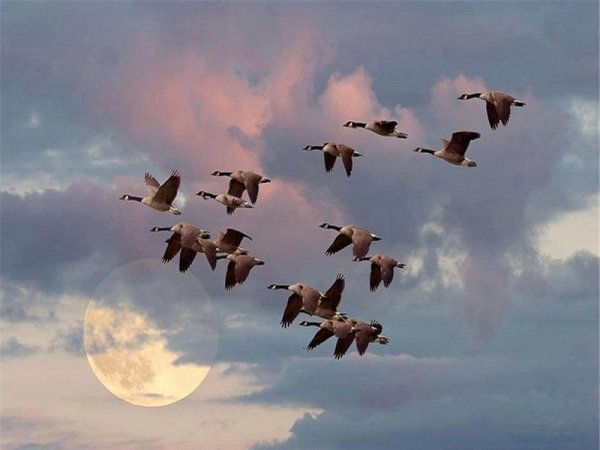 Клин диких гусей