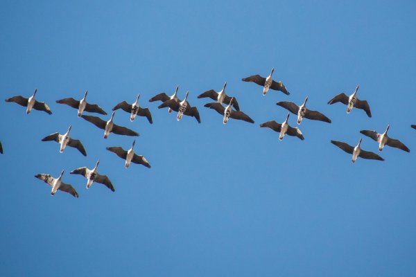 Клин диких гусей