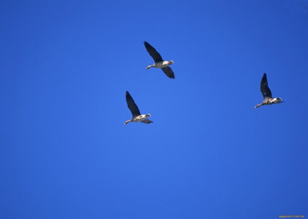 Три птицы в небе