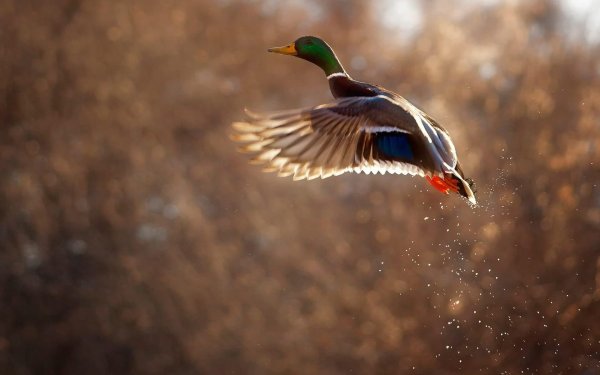 Кряква в полете