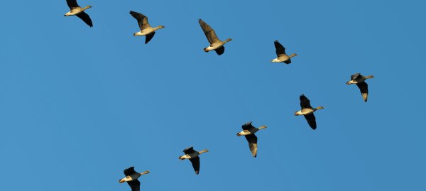 Перелетные птицы Клин косяк