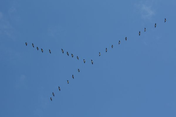 Перелётные птицы журавлиный Клин