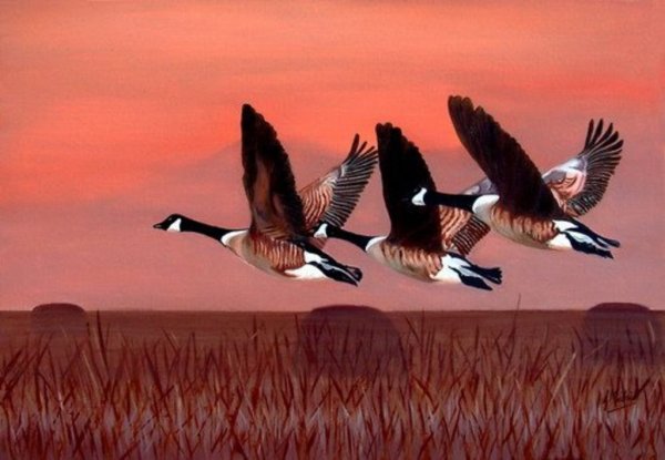 Караван уток