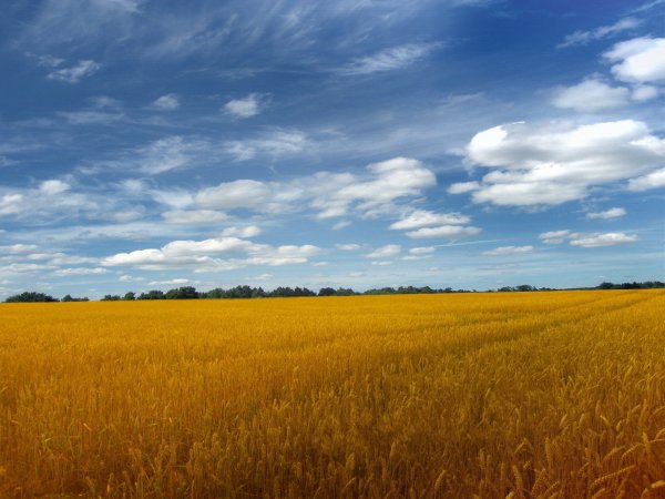 Поле с облаками