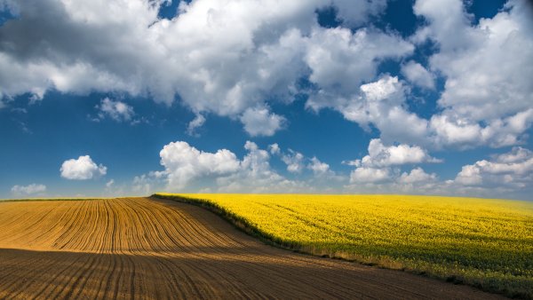 Поле небо