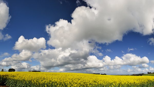 Поле панорама