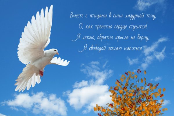 Доброго мирного утра и хорошего дня