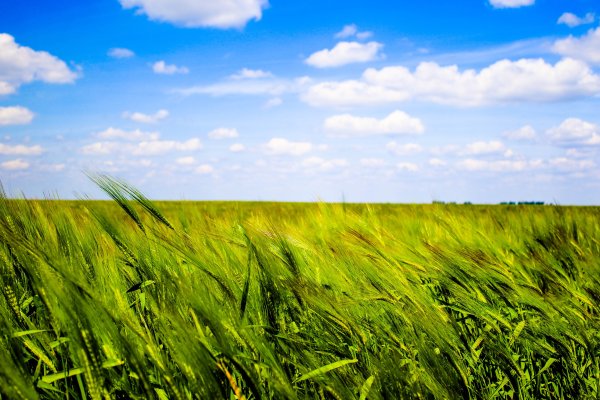 Зеленое поле