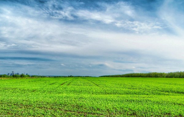 Поле виндовс