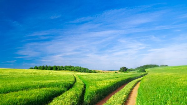 Зеленое поле