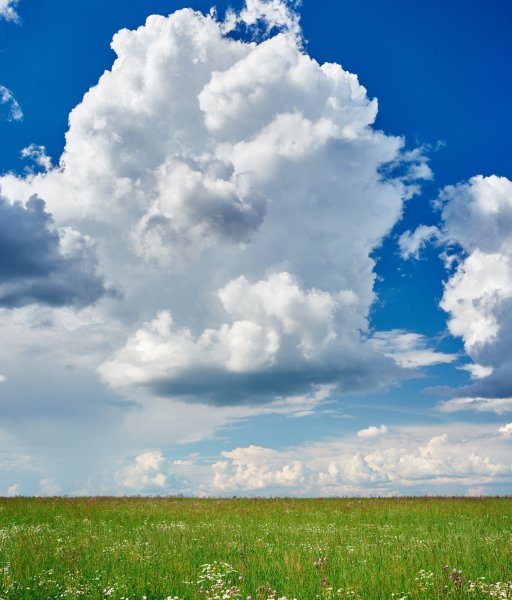 Красивый луг с цветами