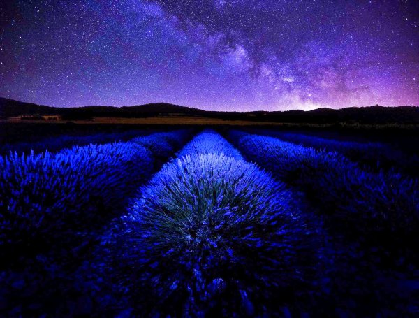 Лавандовая ночь