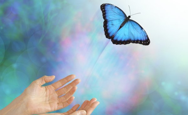 Бабочка улетает с руки