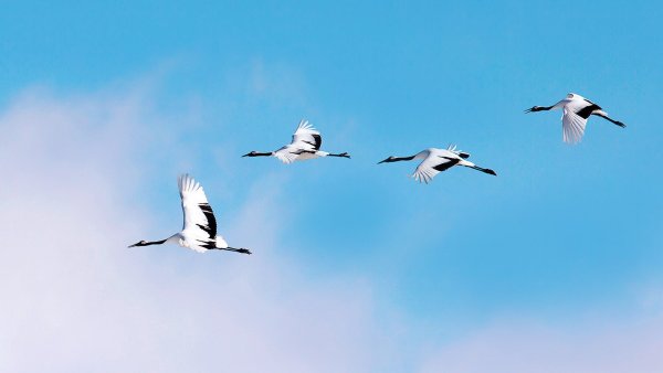 Мирное небо Журавли