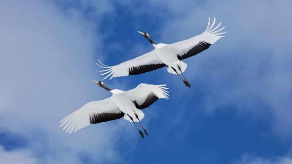 Журавль в полете