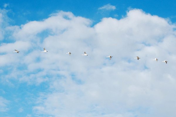 Голубое небо с журавлями