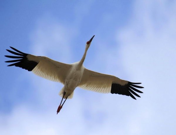 Белый журавль