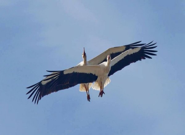 Журавль в природе