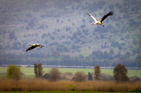 Клин журавлей в небе