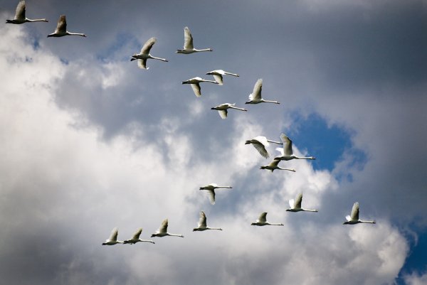 Много Журавли в полете