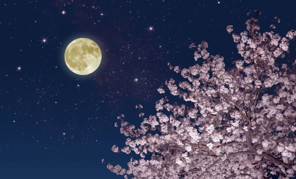 Сакура на фоне Луны