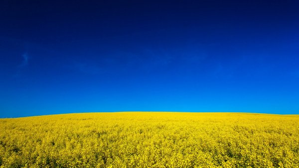 Желтое поле голубое небо