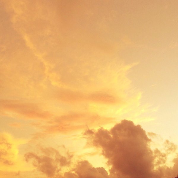 Желтые цветы на фоне неба