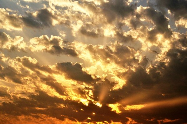 Украина поле рапса