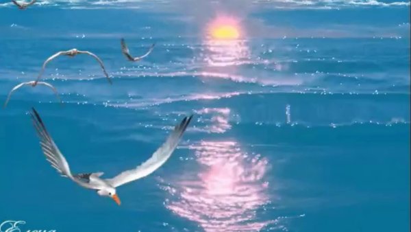 Чайки над морем