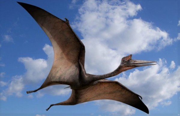 Динозавры летающие птеродактиль